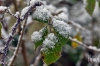 20171202_schnee-blatt_IMG_9377.jpg