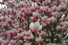 Dateiname=20180410_Magnolien_182602.jpg
Dateigröße=388KB
Abmessungen: 900x600
hinzugefügt am: 12. Februar 2019 20180410_Magnolien_182602.jpg