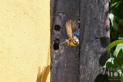 Klicken für Bild in voller Größe