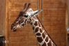 20170122-giraffe-IMG_0026.jpg