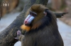 20170122-mandrill-IMG_0146.jpg