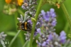 20170723-hummel-IMG_8455.jpg