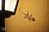 20180809_gecko_IMG_0058.JPG